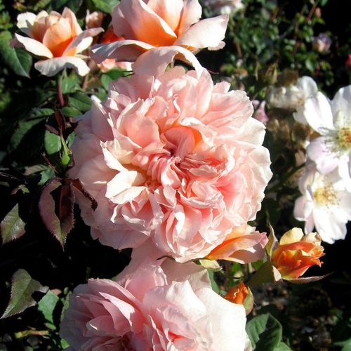 Rozen bestellen en bezorgen - Rosa Versigny™ - roze - nostalgische roos - zacht geurende roos - Dominique Massad - -